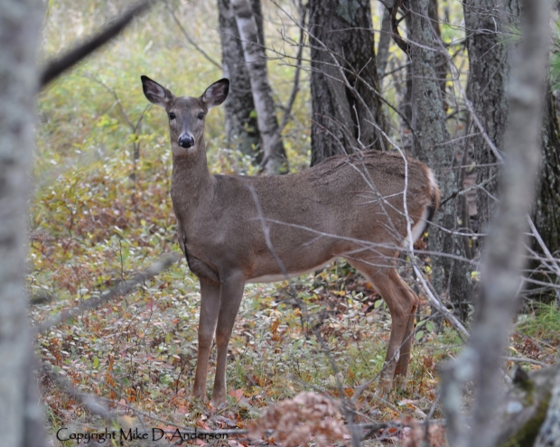 Deer down the hill 2 (C) 10-4-14