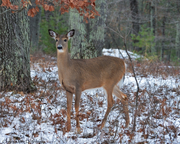 Deer posing 12-18-14 (c)